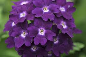 Top 10 Purple Plants For Your Flower Garden Birds And Blooms