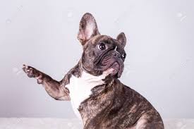 French bulldog information including pictures, training, behavior, and care of french bulldogs and dog breed mixes. Cute Brown French Bulldog In Sitting Position Lifting A Paw And Stock Photo Picture And Royalty Free Image Image 118984646