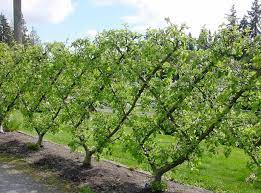 Fruit Tree Gardening Photos Ideas