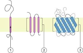 Factors involved are size and charge, which determines the ease with which a molecule can move across a membrane. Chapter 8 Membrane Transport Introduction To Molecular And Cell Biology