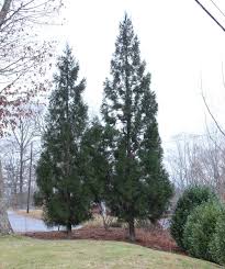 Even on sites of relatively poor culture, plants have been known to grow to heights of 15 metres (49 ft) in 16 years. Trees To Use For Privacy B B Barns Garden Center Landscape Services
