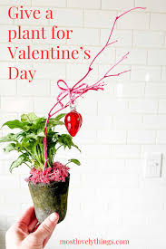 give a plant for valentine s day most