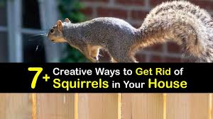 Squirrels In Your House