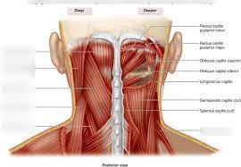 Female muscle diagram and definitions. Posterior Neck Muscles Diagram Quizlet