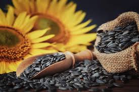 sunflower seeds in bulk in poland