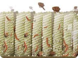 fleas frontline flea tick protection
