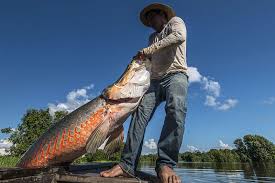 Giant Freshwater Fishes Are In Alarming Decline
