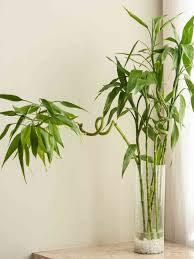 Best Way To Care For Lucky Bamboo My