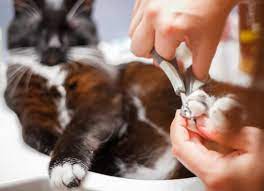 how often should you trim a cat s nails