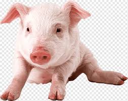 Pilih dari sumber gambar hd babi png dan unduh dalam bentuk png. Pig Pig Mammal Animals Desktop Wallpaper Png Pngwing