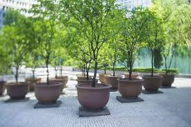 How To Grow Potted Magnolia Trees