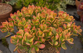 If grown in a jade plants are popular as bonsai species as they grow naturally into one, particularly if grown in a. Crassula Ovata Care Growing Tips Horticulture Co Uk
