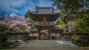 cherry blossoms at the anese tea