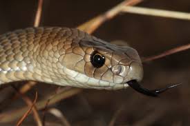 Are Australian Snakes Really The Most Dangerous In The World