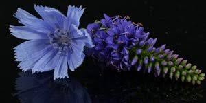 Blue and purple flowers images. Plant Identification Blue And Purple Flowers