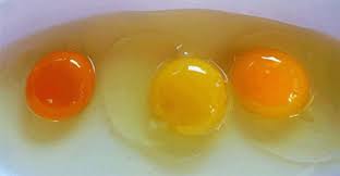 Can You Tell A Healthy Chicken From The Egg Yolk Color