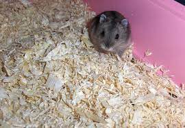 what hamster bedding not to use