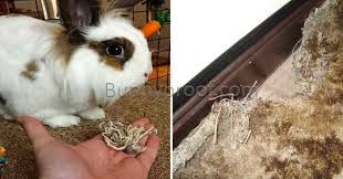 repair the carpet my bunny has chewed