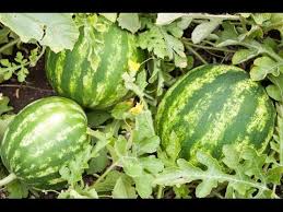 How To Grow Watermelons Complete Growing Guide