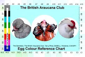 Ameraucana Egg Color Reference Charts