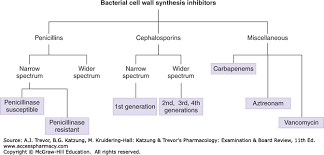 Beta Lactam Antibiotics Other Cell Wall Synthesis