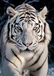 free photo view of wild white tigers