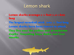 The set of teeth are narrow and sharper then the upper. Lemon Shark Teeth Facts