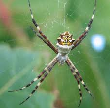 argiope argentata silver garden