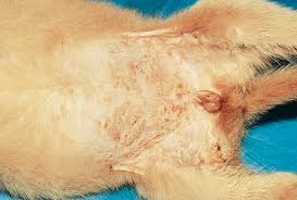 Impetigo, sometimes called puppy pyoderma, is a type of it is often seen in puppies that have been housed in unhygienic areas but that doesn't mean all puppies with impetigo live in a neglectful home. Bacterial Skin Diseases Veterian Key