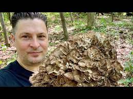 hen of the woods mushroom how to find