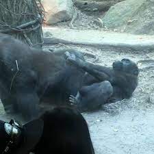 Gorilla blow job