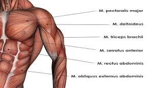 Upper Body Muscles Diagram So You Know Which Muscles To
