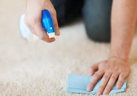 carpet cleaning north s auckland