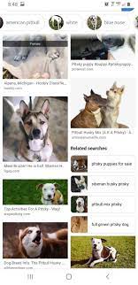 Check spelling or type a new query. Pin By Tawna Jones On Pets Pitsky Puppy Puppies Pitbull Husky
