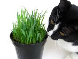 Find out why some cats like to eat cilantro mexican foods and what you should know before giving her first time. Catnip How Catnip Works In Cats Vetwest Animal Hospitals