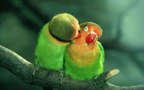 100 love birds pictures wallpapers com