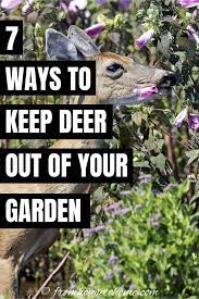 13 Ways To Keep Deer Out Of Your Garden