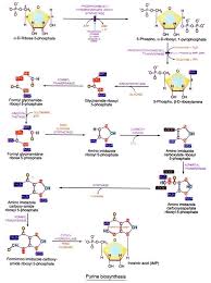 Biosynthesis Of Purine Nucleotides Pyrimidine Nucleotides
