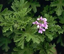 Профил на цветето мушкато (pelargonium). Maslo Ot Dhavo Mushkato Aromaterapiya Newage Bg