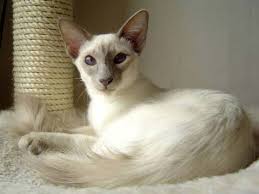 Cat breeds - Balinese and Javanese Information