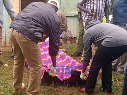 Kangogo's dead body was found at her parent's home in anin village, elgeyo marakwet county at 8am on friday. Y5td Ak1lcocfm