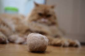 natural home remes for cat hair