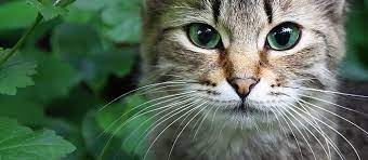 why do cats have whiskers 7 fun facts