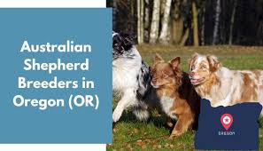 (veneta) pic hide this posting restore restore this favorite this post jun 9. 8 Australian Shepherd Breeders In Oregon Or Australian Shepherd Puppies For Sale Animalfate