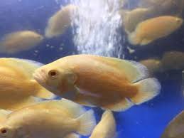 Cukup tinggi harganya karena memang ikan ini masih langka di pasaran indonesia. Ikan Oscar Paris Albino Grade A Aquarium Aksesoris Pet Food Stuff Hobi Koleksi Bukalapak Com Inkuiri Com