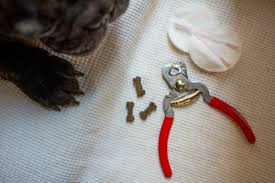 how to trim dog nails that are black