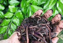 5 types of worms in potted plants you