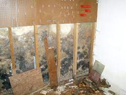 Black Mold In Home Health