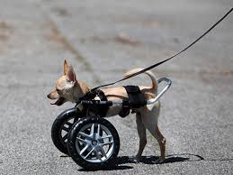small dog wheelchair custom dog