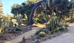 Arizona Cactus Garden Stanford Ca